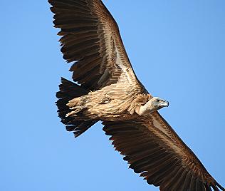 Rueppelgeier, Gyps rueppellii, im Flug